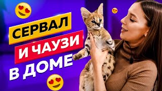 УРА! СЕРВАЛ И ЧАУЗИ В НОВОМ ДОМЕ! | HOORAY! SERVAL AND CHAUSIE IN A NEW HOUSE!