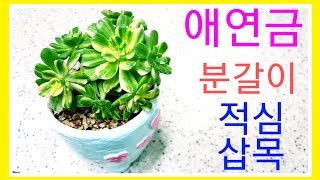 애연금 수제화분에 분갈이하고 적심후 삽목까지~😍🌺🌻