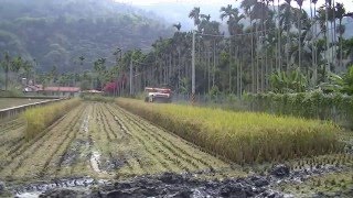 心豐農產有機鴨禾米收割 Harvest (Standing Grain)Esp.Rice