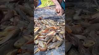 দেশীয় মাছ❤️❤️ #villagelifestyle #fishing #viralvideo #fish