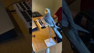 Extended dibbydoo beats #parrot #cute #pet #cockatiel #bird #rappingbird