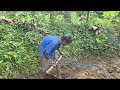 inspiring grandfather farmer hard work and dedication to cultivate the land