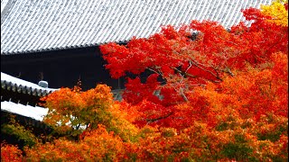 紅葉見頃の東福寺・通天橋の絶景