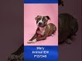 Plano Shelter Pet of the Week: Mary!