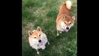 【柴犬どんぐり】 友達柴犬と、柴犬同士の遊び