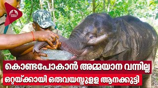 Baby Elephant | Attapadi | കൊണ്ടുപോകാൻ അമ്മയാന വന്നില്ല ഒറ്റയ്ക്കായി ഒരുവയസ്സുളള ആനക്കുട്ടി