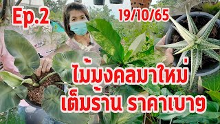 0844973489(Ep.2)ไม้ใหม่ๆสวยๆมาเพียบ!(ร้านขันทองฯ)ราคาเบาๆ 19/10/65