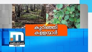 കുറിഞ്ഞി ഉദ്യാനത്തിന് തടസമായി റിയല്‍ എസ്റ്റേറ്റ് മാഫിയ| Mathrubhumi News