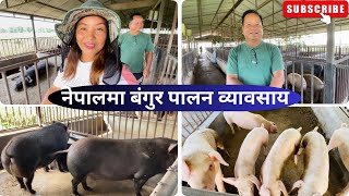 Nepal maa bangur palan🐖💰pig farming in Nepal/व्यवसायीक बंगुर पालन गर्न चाहनेले हेर्नै पर्ने भीडीयो😃