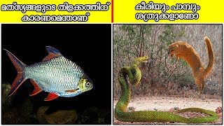 നിങ്ങൾ കേട്ടിട്ടില്ലാത്ത കാര്യങ്ങൾ | amazing facts