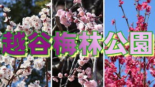 越谷梅林公園 ~2021年2月28日