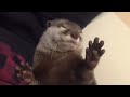 カワウソさくら 寝起きぶさいく！ otter is undeserved otter