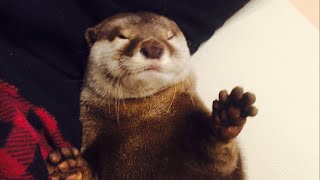 カワウソさくら 寝起きぶさいく！  Otter is undeserved otter