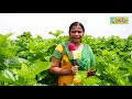 organic mulberry silkworm cultivation shilpa suryapet complete guide rytunestham