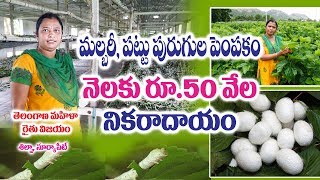 Organic Mulberry Silkworm Cultivation - Shilpa - Suryapet || Complete Guide || Rytunestham