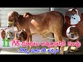 11 గిర్ దూడలు అమ్మకానికి కలవు || Gir calves for sale | Pregnant Gir cows sale | CBNews