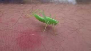 Grasshopper Jumps on Camera