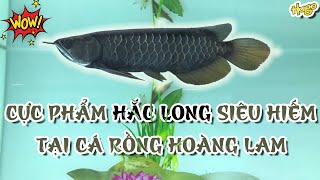 Super Black Arowana Very Rare from Vietnam