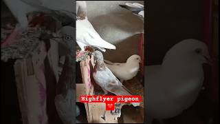 Pakistanische Tauben 🕊 #viralvideo #bird #aslammayo