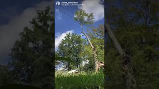 TAKE HER TOP OFF!! 🤌🏻🤤 #treefelling #climbingarborist #adrenalinerush #bestjobever