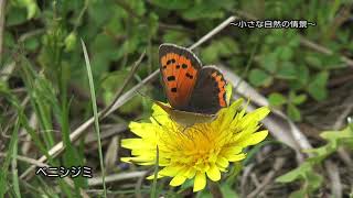 【日本の昆虫】ベニシジミ