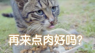 那渴望吃肉罐頭的表情！我怎麼忍心拒絕呢？【穿越時空D夢】