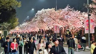 2024 여의도 벚꽃축제 야간 윤중로 산책, 벚꽃 명소 |  2024 Yeouido Cherry Blossom Festival, Night walking