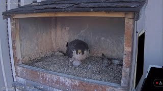 20240626 隼爸尝试孵小拖鞋Dad tries to keep Feist/Yella warm（U of A peregrine falcon）