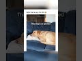 Dogs being idiots part 259 #funny #cutegolden #lovegoldens #funnypets #petvideos #funnyanimals #pets