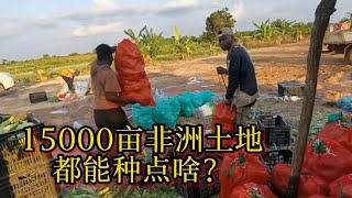 中国老板在非洲购买15000亩荒地，真的能种植成功吗？