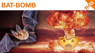 How the Bat Bomb Almost Won World War 2
