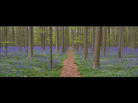 Relaxing Music for Meditation Yoga Sleep and Stress Relief Relaxing Music for Meditation Yoga Sleep and Stress Relief