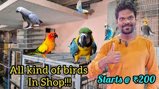 BIRDS SALE ரூ.200 முதல் Tamed And Talking Birds For Sale | Sun Conure,Cockatiel, African Love Birds