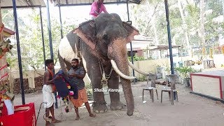 തൃശിവപേരൂർ ആദി കേശവൻ | THRISHIVAPEROOR  AADHI KESHAVAN ELEPHANT