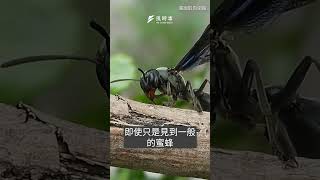 又傳虎頭蜂攻擊…怎麼分辨虎頭蜂？怎麼自保？｜風時事｜風傳媒 #shorts