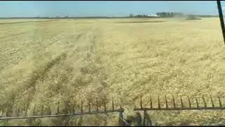 2020 ND Grano Durum Harvest