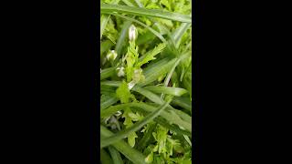 פרחי נץ חלב הררי סגורים אחרי גשם Ornithogalum montanum after the rain