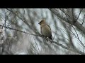 【野鳥観察】桜とキレンジャク bombycilla garrulus bohemian waxwing