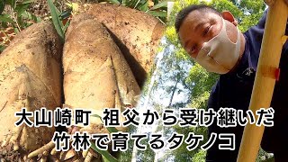 【特集】大山崎町 祖父から受け継いだ竹林で育てるタケノコ｜KBS京都