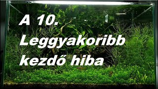 10 leggyakoribb kezdő hiba a növényes akvarisztikában (kezdőknek)