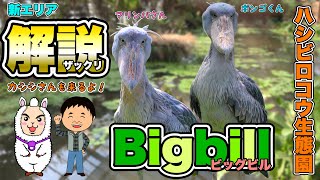 NEW！ハシビロコウ生態園ビッグビル！【神戸どうぶつ王国】新エリアをザックリ解説！(Shoebill Ecological Garden \