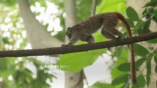 Emperor Tamarins at Amazonia