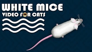 CAT GAMES - Catching White Mice! Mouse Video for Cats to Watch | CAT & DOG TV.
