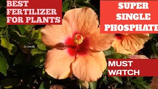 how to  get big size flower from hibiscus ll super single phosphate ll best fertilizer for plants