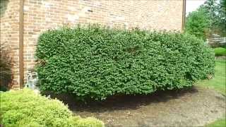 FOLLOW-UP: Downsizing Burning Bush hedges