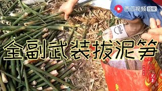 【山鍋兄弟】吉嫂梦醒全副武装，钻丛林拔泥笋，一点不输大男人！