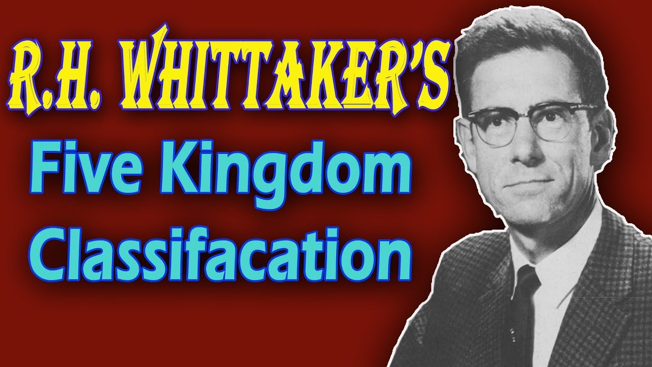 Five Kingdom Classification Rh Whittaker Vrogue Co Five Kingdom Classification Rh Whittaker Vrogue Co