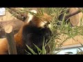 レッサーパンダ　ヨモギくん　笹の葉を食べまくります【伊豆シャボテン公園】red panda yomogi kun izu shaboten park