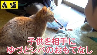 【庭猫】子供を相手にゆづとシバのおもてなし