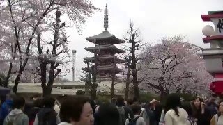 東京、浅草の桜 2016/4/1 Cherry Blossom 2016, Asakusa, Tokyo, Japan